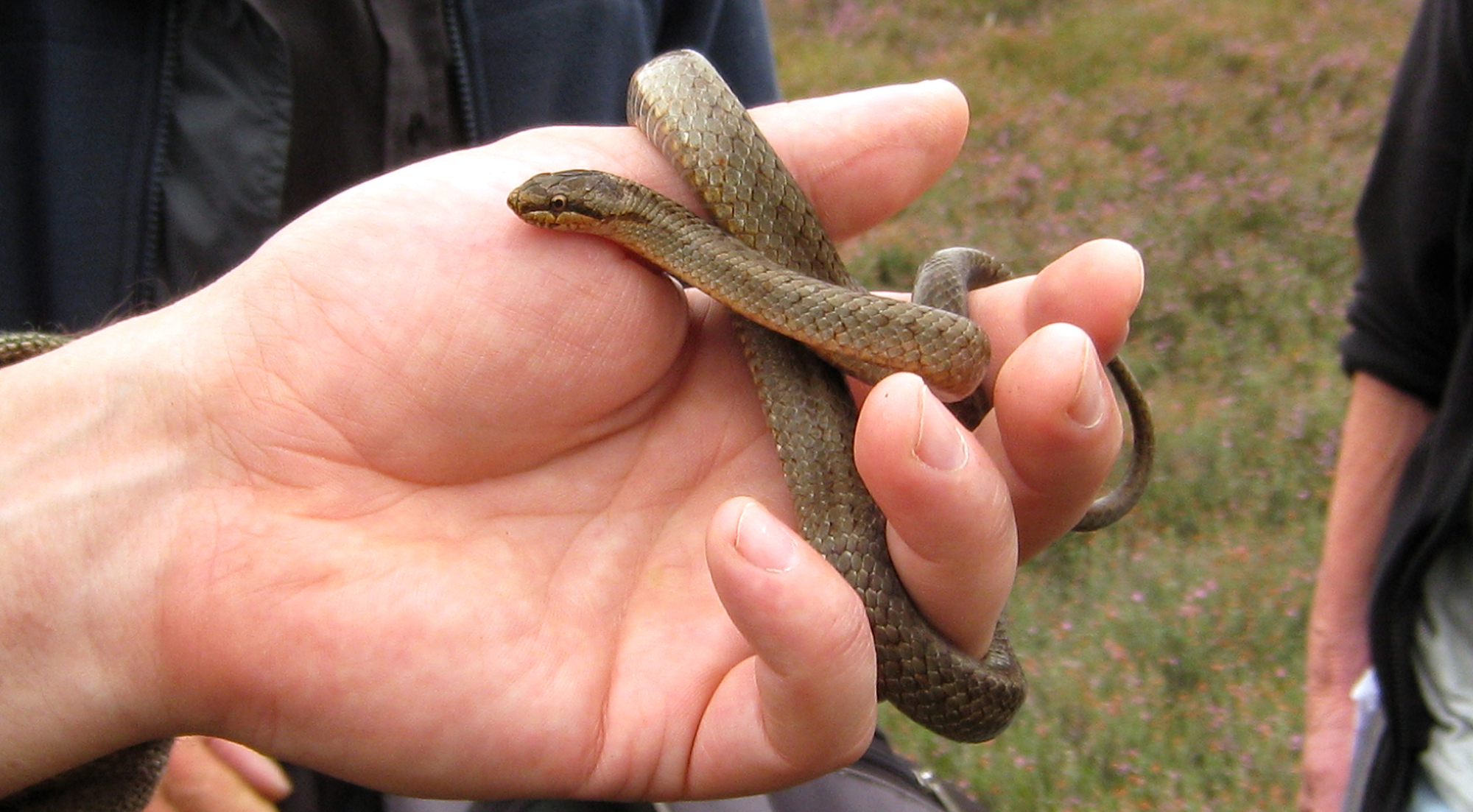 Lifeline for UK’s rarest reptile, the smooth snake The National